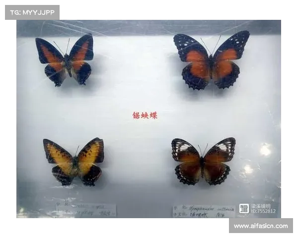 蝴蝶平原在生态保护中的独特价值与重要性解析 蝴蝶平原在生态保护中的独特价值与重要性解析